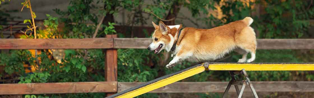 Is it necessary to train your dog: 5 Major Benefits