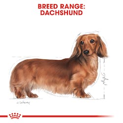 Royal Canin Dachshund Adult Dog food